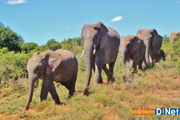 african-bush-elephant-463283_960_720-796x531.jpg