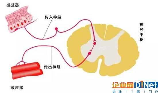 用互聯網云腦架構智慧城市 城市神經反射弧是關鍵